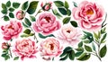 Watercolor floral set. Pink peonies flower, green leaves individual elements Royalty Free Stock Photo