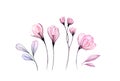 Watercolor floral set in pink. Transparent rose, crocus, branches isolated on white. Botanical abstract collection for