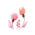 Watercolor floral set in pink. Transparent roses and berries isolated on white. Botanical abstract collection for cards