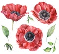 Watercolor floral set with red anemones. Hand painted flowers and leaves isolated on white background. Spring