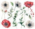Watercolor Floral Set With Red And White Anemones. Hand Painted Flowers, Buds, Berries And Eucalyptus Leaves Isolated On