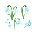 Watercolor floral set with spring flowers. Hand painted snowdrops