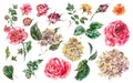 Watercolor Floral Set of Vintage Pink Roses, Hydrangea, Snail and Wild Flowers, Botanical Collection