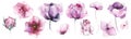 Watercolor floral set of violet, pink poppy, rose, peony, wild flowers, butterfly.