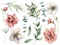 Watercolor floral set with white and pink flowers and eucalyptus leaves. Hand painted roses, buds, berries isolated on Royalty Free Stock Photo