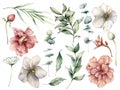 Watercolor floral set with white and pink flowers and eucalyptus leaves. Hand painted roses, buds, berries isolated on