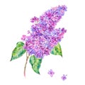 Watercolor floral spring card, blooming branch of lilac