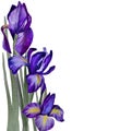 Watercolor floral spring horizontal pattern, iris flowers, daffodil, wild iris. Floral plant banner. retro colors
