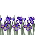 Watercolor floral spring horizontal pattern, iris flowers, daffodil, wild iris. Floral plant banner. retro colors