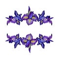 Watercolor floral spring horizontal pattern, iris flowers, daffodil, wild iris. Floral plant banner. retro colors