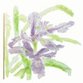 Watercolor floral summer,spring background.Iris floral decorati