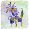 Watercolor floral summer,spring card.Iris floral decorative.