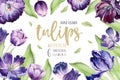 Watercolor floral tulip backgraund. Isolated colorful spring illustration. Watercolour violet tulip plant. Purple