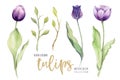 Watercolor floral tulip. Isolated colorful