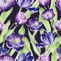 Watercolor floral tulip. Seamless colorful