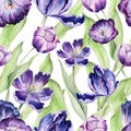 Watercolor floral tulip. Seamless colorful