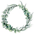 Watercolor floral wreath with different eucalyptus leaves. Hand painted wreath with baby blue, siver dollar eucalyptus