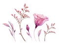 Watercolor florals. Collection of transparent ilusianthis flower, leaves, brushes in blush pink color. Hand painted