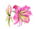 Watercolor blossoming pink lilly flowers isolated