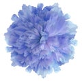 Watercolor flower blue  peony.on  a white isolated background with clipping path. Nature. Closeup no shadows. Royalty Free Stock Photo