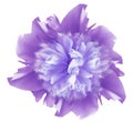 Watercolor flower bright purple peony.  on a white isolated background with clipping path. Nature. Closeup no shadows. Royalty Free Stock Photo