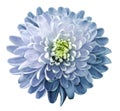 Watercolor flower chrysanthemum white-blue on a white isolated background with clipping path. Nature. Closeup no shadows. Garden Royalty Free Stock Photo