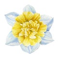 Watercolor flower daffodil on isolated white background, botanical painting