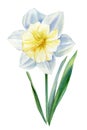 Watercolor flower daffodil on isolated white background, botanical painting