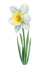 Watercolor flower daffodil on isolated white background, botanical painting