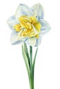 Watercolor flower daffodil on isolated white background, botanical painting