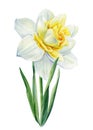 Watercolor flower daffodil on isolated white background, botanical painting Royalty Free Stock Photo