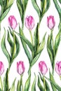 Watercolor flower floral pink tulip seamless pattern background Royalty Free Stock Photo