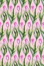 Watercolor flower floral pink tulip seamless pattern background Royalty Free Stock Photo