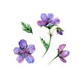 Watercolor flower forest geranium, pink and violet flower, object isolated, summer