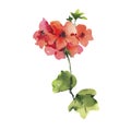 Watercolor Flower Geranium, Pelargonium, Red Flowers, Natural Isolated Illustration