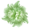 Watercolor flower green peony. on a white isolated background with clipping path. Nature. Closeup no shadows.