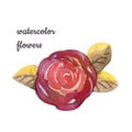 Watercolor Flower hand-painted isolated bud orange red Rose and yellow brown leafs on a white Background. Isolated