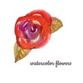 Watercolor Flower hand-painted isolated violet, red and orange bud Rose and two brown leafs on a white Background