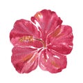 Watercolor of flower, Hibiscus and nature concept Royalty Free Stock Photo