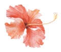 Watercolor flower hibiscus. Tropical plant hand drawn illustration