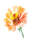 Watercolor flower , isolated on white