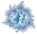 Watercolor flower  light blue peony.  on a white isolated background with clipping path. Nature. Closeup no shadows. Royalty Free Stock Photo