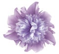 Watercolor flower  light violet peony.  on a white isolated background with clipping path. Nature. Closeup no shadows. Royalty Free Stock Photo