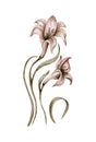 Watercolor flower lily spring pink