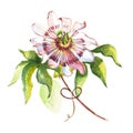 Watercolor flower passiflora