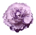 Watercolor flower peony pink-violet on a white isolated background with clipping path. Nature. Closeup no shadows. Royalty Free Stock Photo