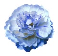 Watercolor flower peony white-blue on a white isolated background with clipping path. Nature. Closeup no shadows. Royalty Free Stock Photo