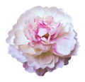 Watercolor flower peony white-pink on a white isolated background with clipping path. Nature. Closeup no shadows. Garden