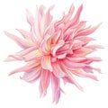 Watercolor flower, pink dahlia, isolated white background, botanical illustration Royalty Free Stock Photo