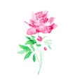 Watercolor flower pink peony floral plant illustration blossom art nature summer design decoration bouquet vector